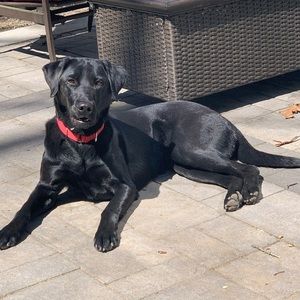 Meet your Posher, Todd